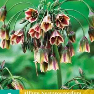 Allium (nectaroscodum) siculum