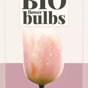 Tulipa Salmon Impression - bio