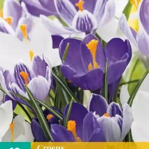 Crocus Blauw-Wit