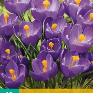 Crocus Flower Record