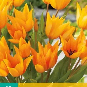 Tulipa praestans Shogun