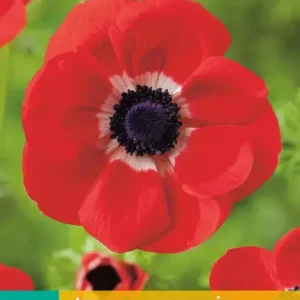 Anemone cor. Hollandia