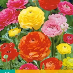 Ranunculus Mix