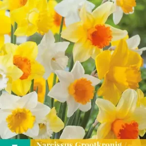 Narcissus Grootkronig Mix