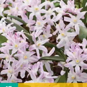 Chionodoxa Pink Giant