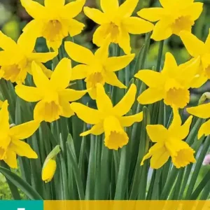 Narcissus February Gold