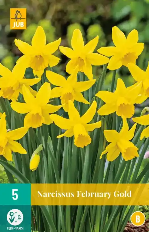 Narcissus February Gold