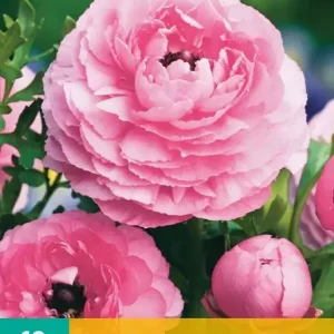 Ranunculus Roze