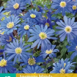 Anemone bl. Blue Shades