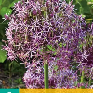 Allium christophii