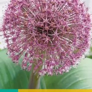 Allium Red Giant