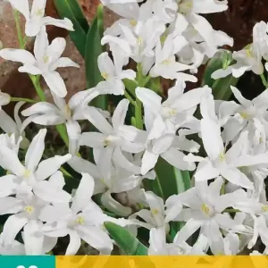 Chionodoxa luciliae Alba