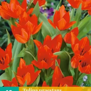 Tulipa praestans van Tubergen's var.