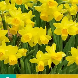 Narcissus T??te-??-T??te