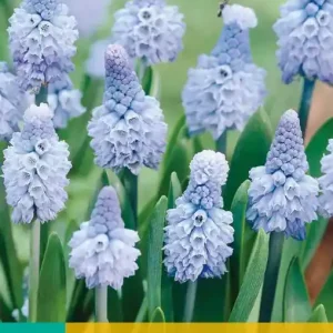 Muscari azureum