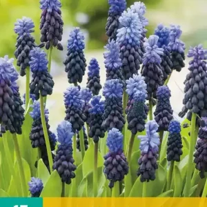 Muscari latifolium