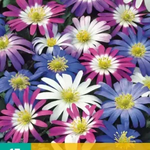 Anemone blanda Mix