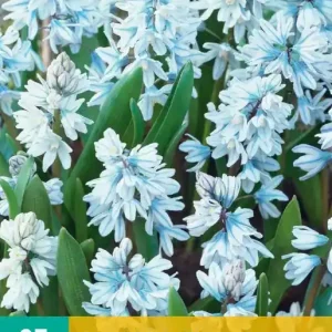 Puschkinia libanotica