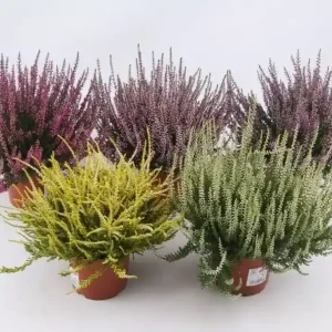 Calluna v. Garden Girls P11