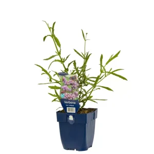 Verbena bonariensis 'Lollipop'