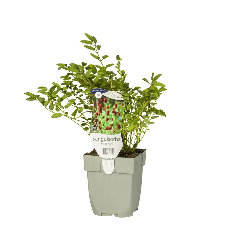 Sanguisorba 'Proud Mary'
