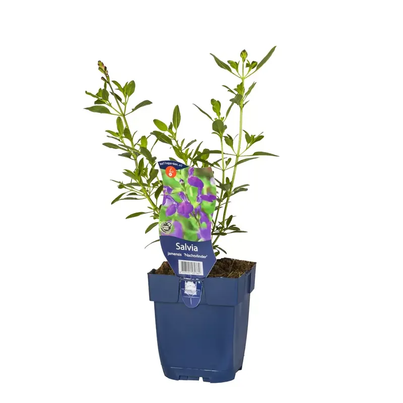 Salvia jamensis 'Nachtvlinder'