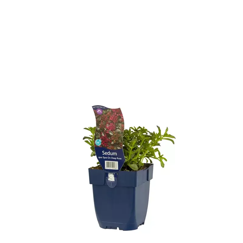 Sedum sp. Spot On Deep Rose