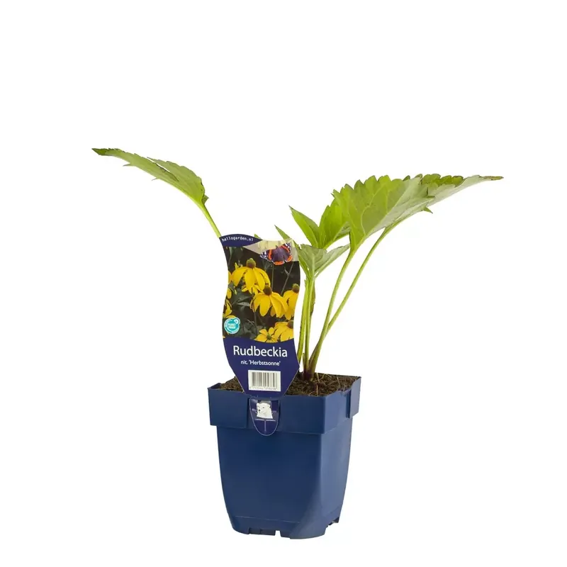 Rudbeckia nitida 'Herbstsonne'