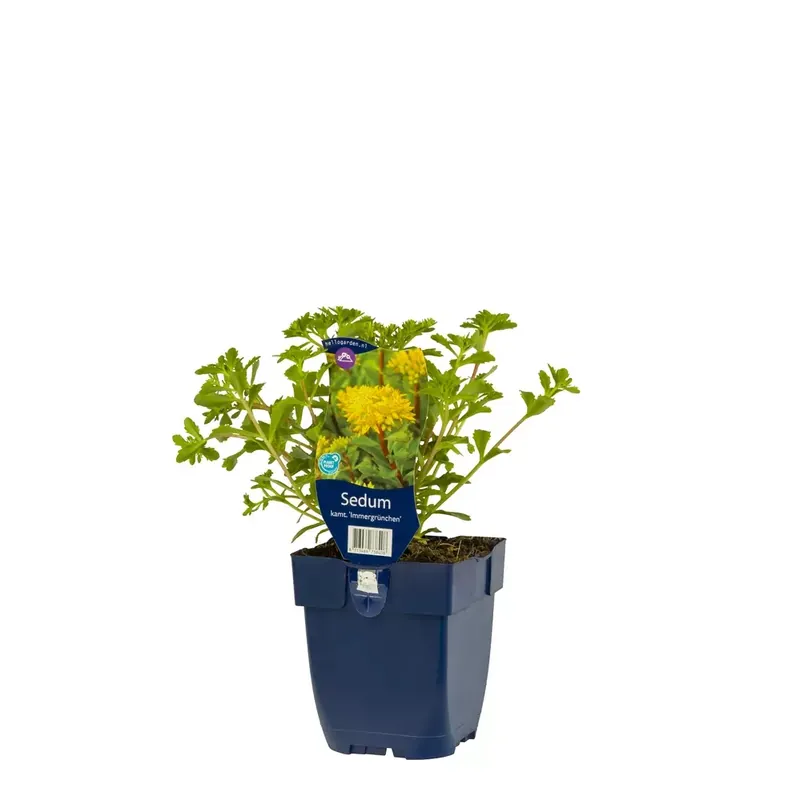 Sedum kamt. 'Immergr??n'