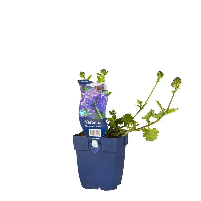 Verbena 'Homestead Purple'