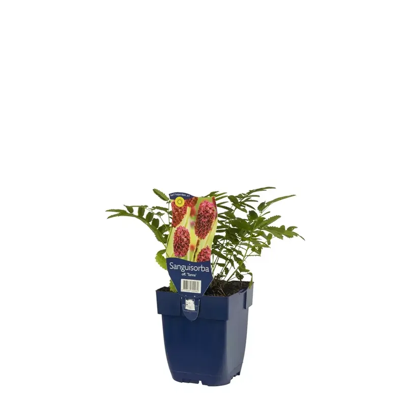 Sanguisorba off. 'Tanna'
