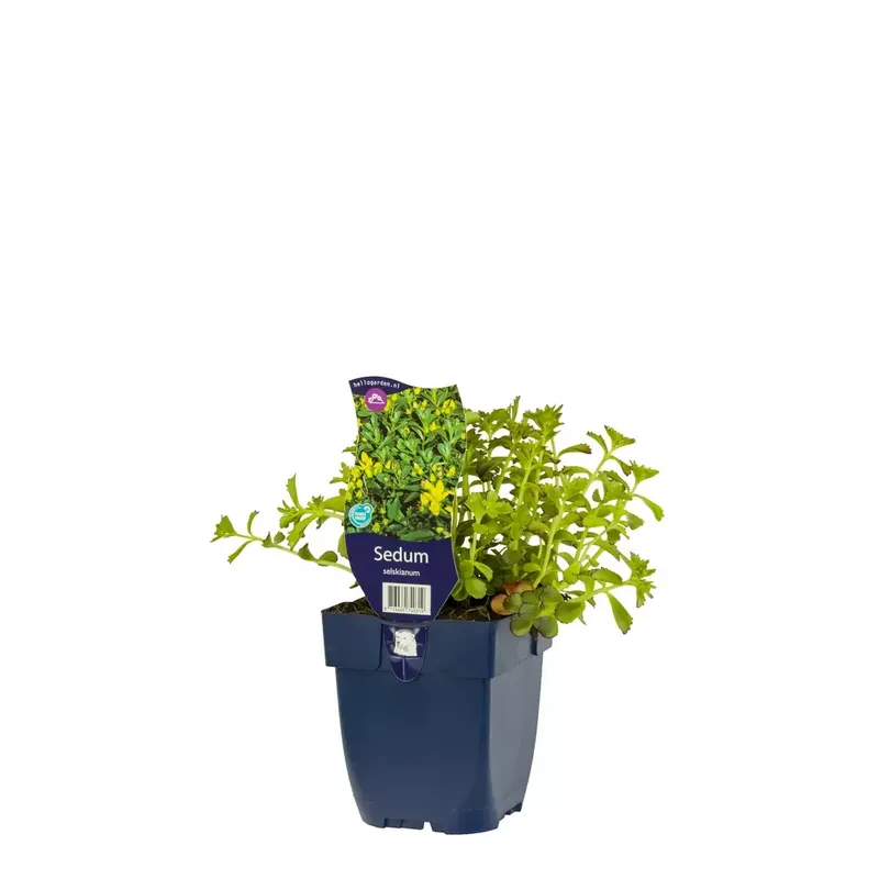 Sedum selskianum