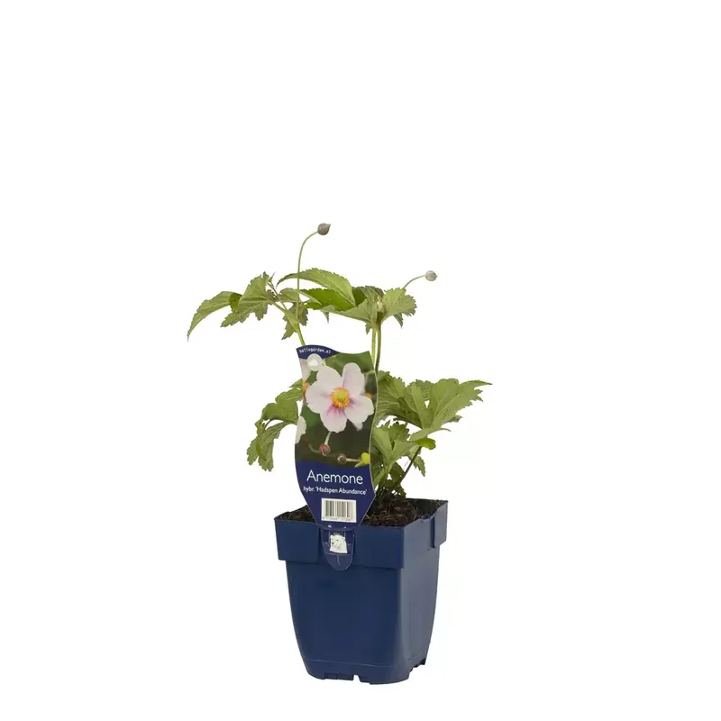 Anemone hybr. 'Hadspen Abundance'