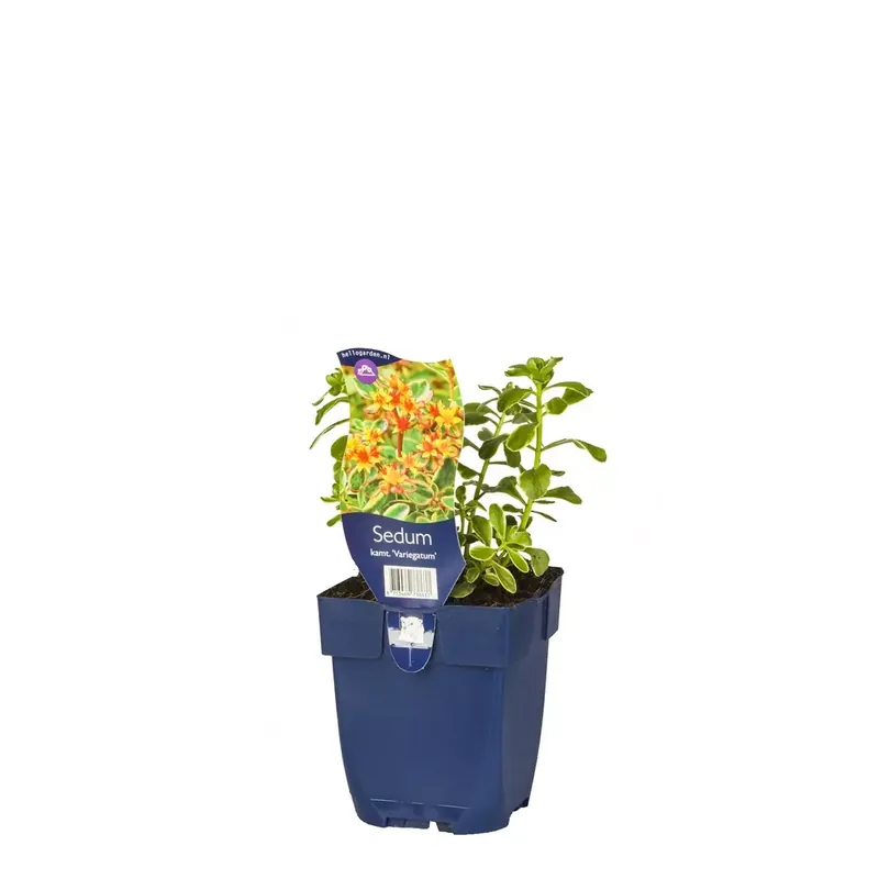 Sedum kamt. 'Variegatum'
