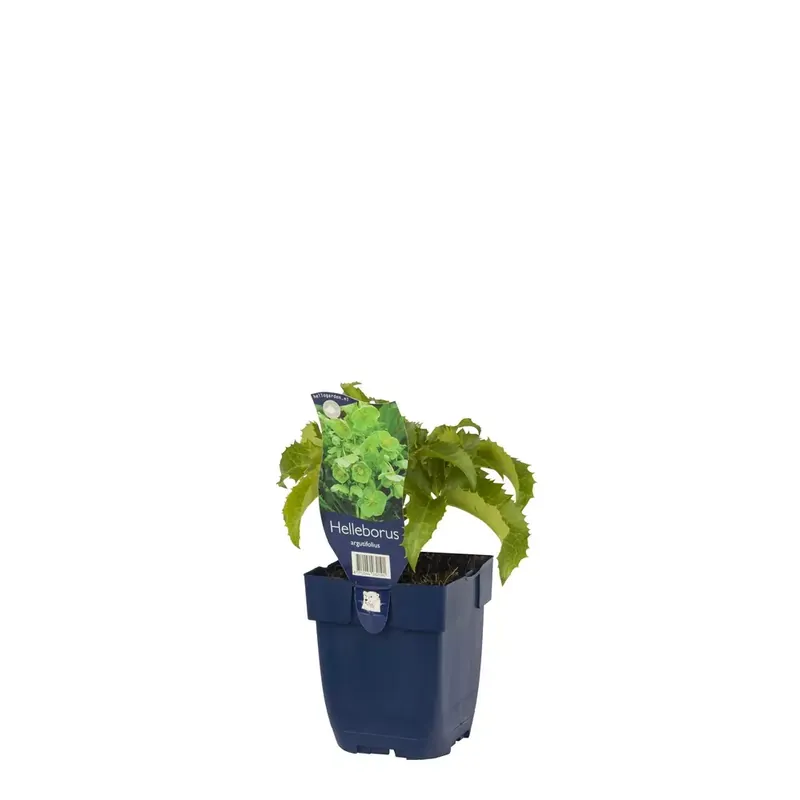 Helleborus argutifolius