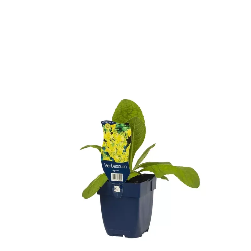 Verbascum olympicum