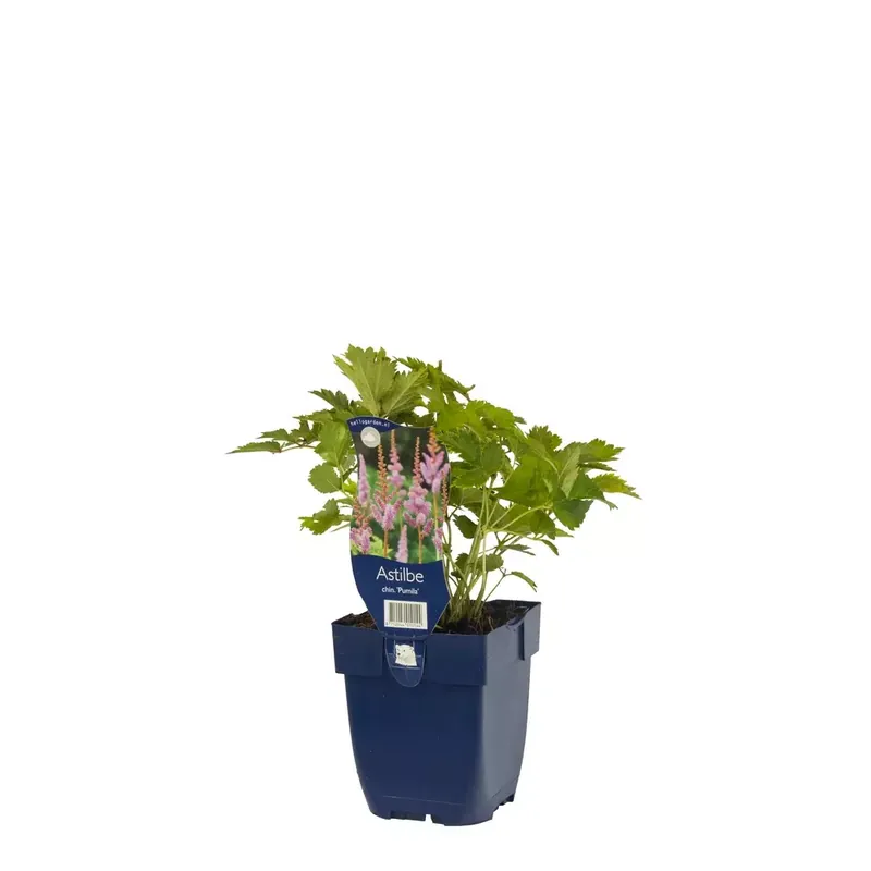 Astilbe chin. 'Pumila'