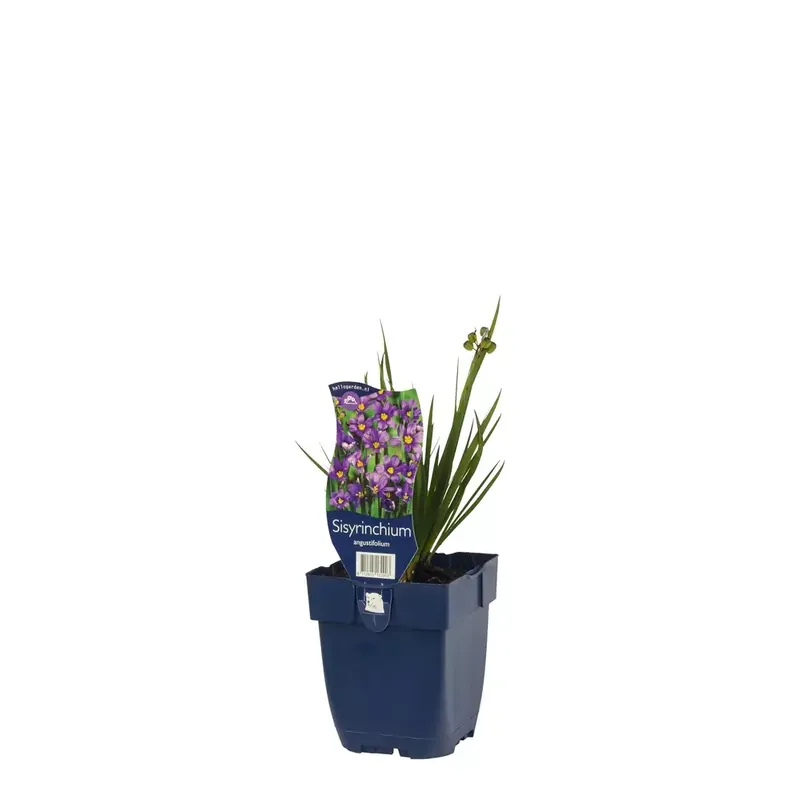 Sisyrinchium angustifolium