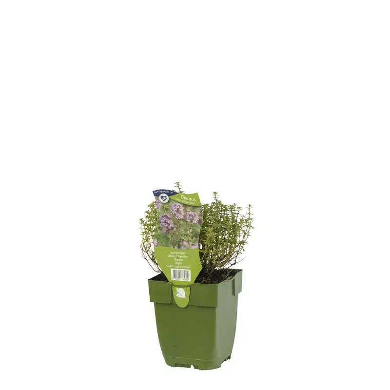 Thymus vulg. 'Silver Posie'