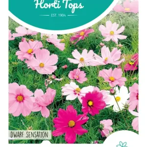 Cosmos, Cosmea Dwarf sensation gemengd