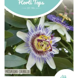 Passiflora, Passiebloem