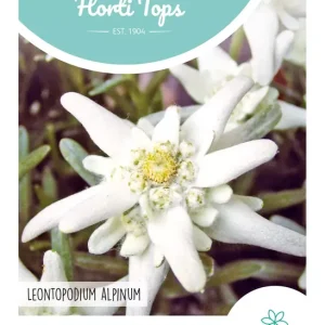 Leontopodium alpinum, Edelweiss