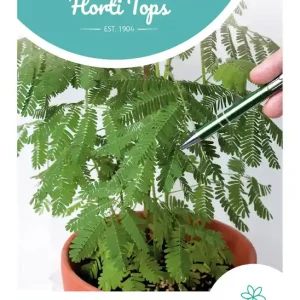 Mimosa Pudica, Kruidje-Roer-Me-Niet