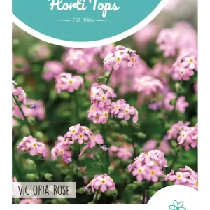 Myosotis, Vergeet-me-nietje Victoria Rose
