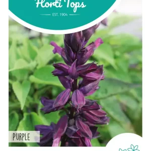 Salvia Purple