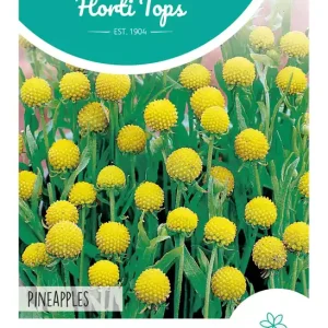 Cephalophora, Ananasbloem Pineapples