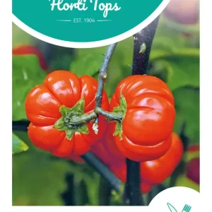 Solanum, Pumpkin on a stick