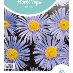 Aster, Alpenaster lichtblauw