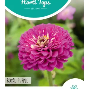 Zinnia Royal Purple violet