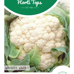 Bloemkool Walcheren Winter 5